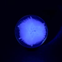 Image 8 of UV Lavender Tri-cello Marble 