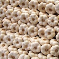 French New Season Lomagne White Garlic Bulbs