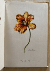 Image 4 of Tulipomania A King Penguin Book