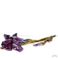 Image 1 of Purple Iris
