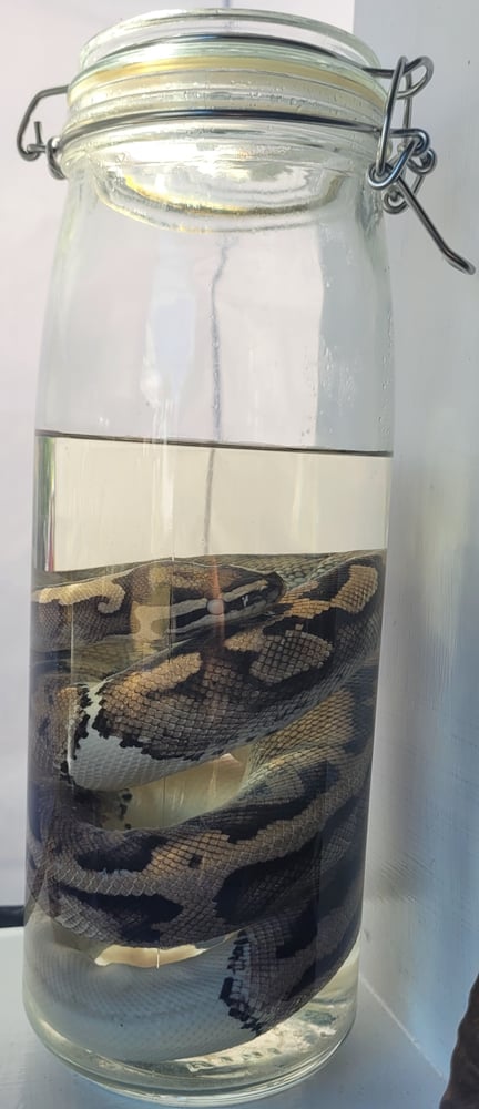 Image of Pied Ball Python 