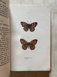Image 4 of Butterflies and Moths Shown Series