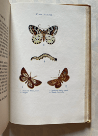 Image 3 of Butterflies and Moths Shown Series