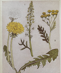 Image 9 of Flowers Shown to the Children