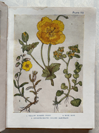 Image 3 of Flowers Shown to the Children