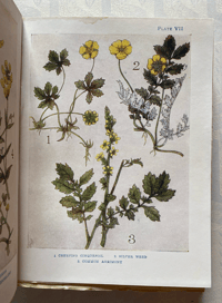 Image 10 of Flowers Shown to the Children