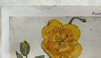 Image 2 of Flowers Shown to the Children