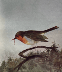 Image 2 of Birds Shown to the Children