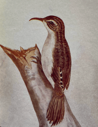Image 3 of Birds Shown to the Children