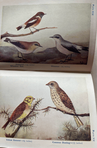 Image 4 of Birds Shown to the Children