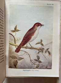 Image 7 of Birds Shown to the Children