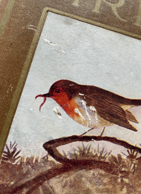 Image 6 of Birds Shown to the Children