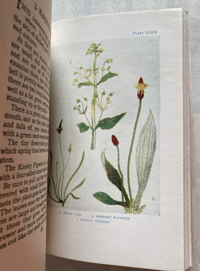 Image 4 of Flowers from the Shown Series