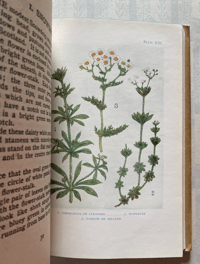 Image 5 of Flowers from the Shown Series
