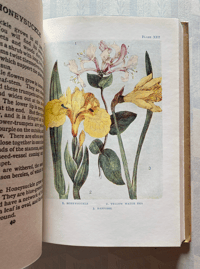 Image 3 of Flowers from the Shown Series