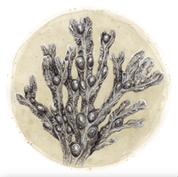 Image 1 of Pencil Study of Bladderwrack (Fine Art Giclée Print)