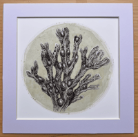 Image 2 of Pencil Study of Bladderwrack (Fine Art Giclée Print)