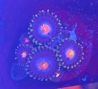 Gorilla Nipple Zoas