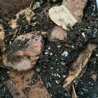 Image 4 of Isopod Substrate Mix 