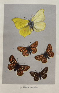 Image 4 of British Butterflies a vintage King Penguin book