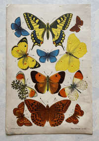 Vintage Butterfly print (A)