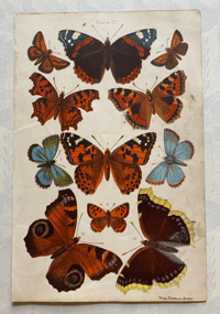 Vintage Butterfly print (B)