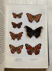 Image 5 of British Butterflies Peeps At Nature