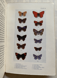 Image 4 of British Butterflies Peeps At Nature