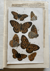 Image 6 of British Butterflies Peeps At Nature
