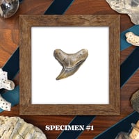Image 2 of 2026 Shark Week Specimens