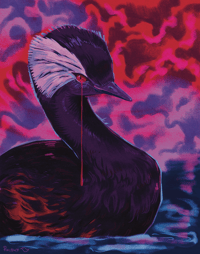 11X14 White-Tufted Grebe