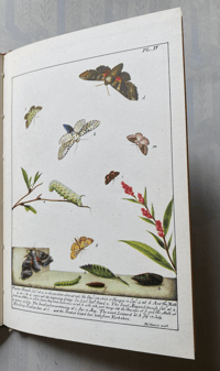 Image 14 of Some British Moths vintage King Penguin book 