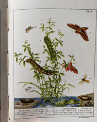 Image 15 of Some British Moths vintage King Penguin book 