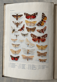 Image 6 of Common British Moths