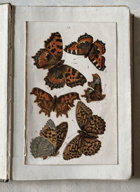 Image 7 of Common British Moths