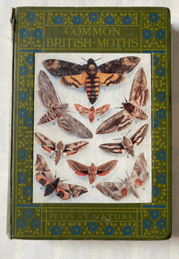 Image 1 of Common British Moths