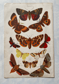 Moth Print