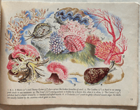 Image 14 of SPECIAL ORDER: Shells and how they live by Eileen Mayo