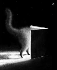 Cat - Giclée print 