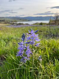 Image 4 of Great Camas bulbs : Camassia leichtlinii