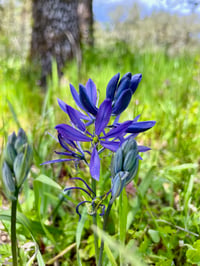 Image 1 of Common Camas bulbs : Camassia quamash