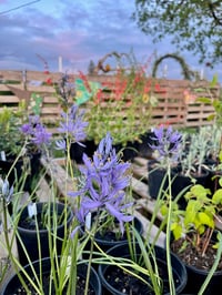 Image 4 of Common Camas bulbs : Camassia quamash