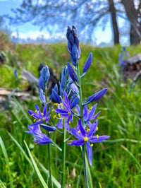 Image 5 of Common Camas bulbs : Camassia quamash