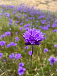 Image 2 of Ookow bulbs : Dichelostemma congestum