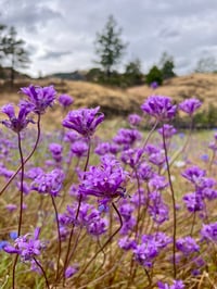 Image 1 of Ookow bulbs : Dichelostemma congestum
