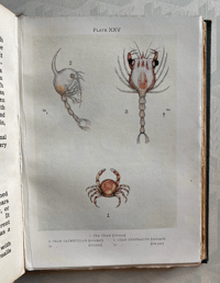 Image 5 of The Sea-shore Shown Series 