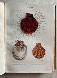 Image 8 of The Sea-shore Shown Series 