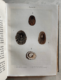 Image 7 of The Sea-shore Shown Series 