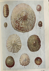 Image 3 of Shell Life by Edward Step