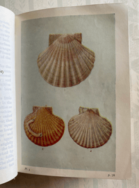 Image 5 of Shell Life by Edward Step